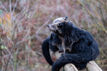 Binturongs dans un zoo