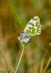 Beautiful butterfly sitting on flower in a summer garden
