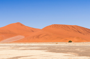 Fototapeta na wymiar Dunes with acacia tree in the Namib desert / Dunes with acacia tree in the Namib desert, Namibia, Africa.
