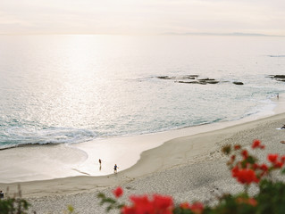 red flowers on the beach