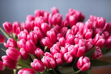 Bouquet of pink tulips on neutral background.