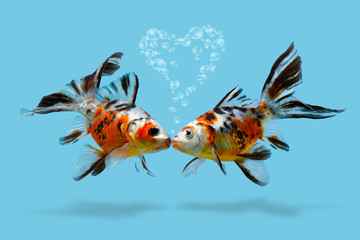 A couple of fishes with heart shaped air bubbles, kissing lovers, Love, romance, Saint Valentines...