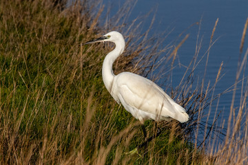 Aigrette