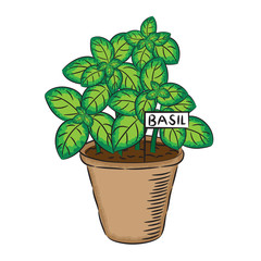 Potted Basil plant