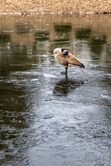 Canada goose with head on feathers looking at camera