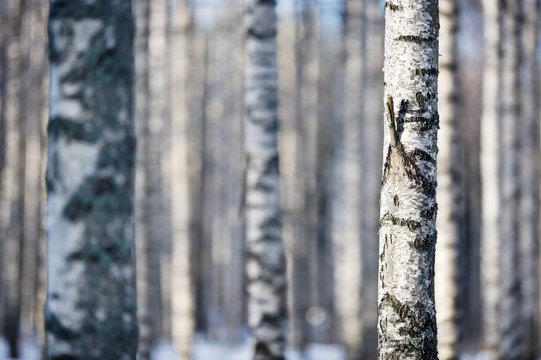 Birch tree forest in winter. Selective focus and shallow depth of field.
