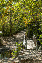 Wooden bridge across stream