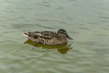 Brown mallard duck swimming in the water