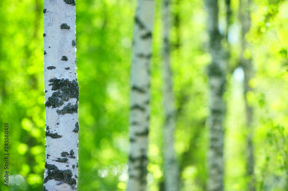 Canvas Prints Forest trees in spring. Focus on foreground tree trunk, shallow depth of field.