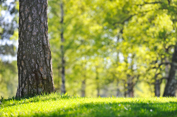Sunny day in the park in springtime. Focus on pine tree trunk in the foreground. © ekim