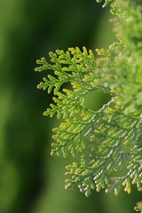 Japanese cypress (Hinoki leaf)