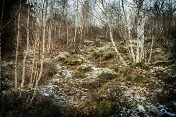 Birch trees background dramatic scene