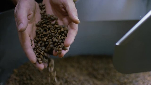 Hands of a coffee roaster scooping up freshly roasted coffee beans to show to camera, in slow motion