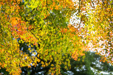 Colorful maple trees and golden branches of leaves in autumn (Japanese garden)
