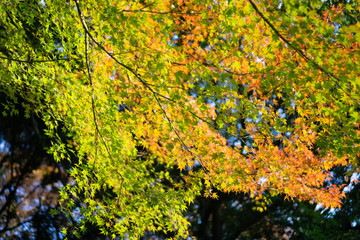 Colorful maple trees and golden branches of leaves in autumn (Japanese garden)