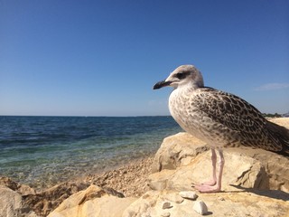Möve am Strand