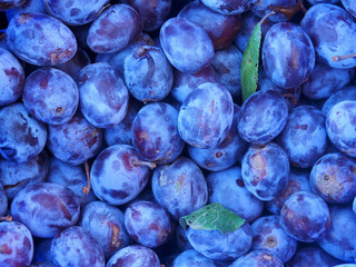 Ripe plums background, close-up. Fresh blue and violet plum fruits, green leaves, prunus