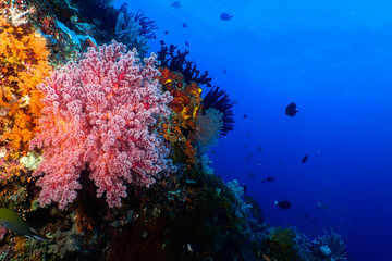 Fototapeta na wymiar Beautiful pink coral