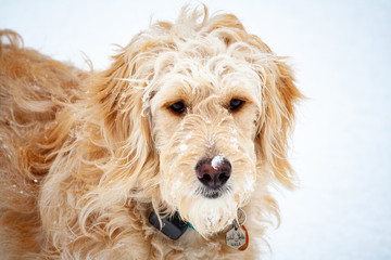 Golden dog staring into distance for winter portrait in the snow