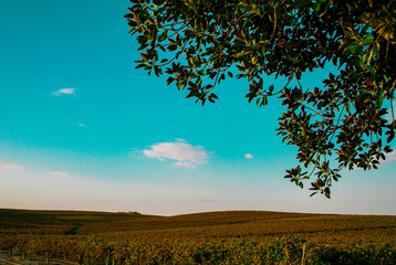 Vineyard landscape under tree