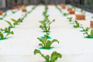 Hydroponic vegetable  in a garden