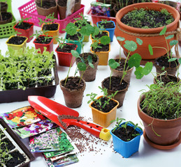 Spring sowing seeds for seedlings - obrazy, fototapety, plakaty
