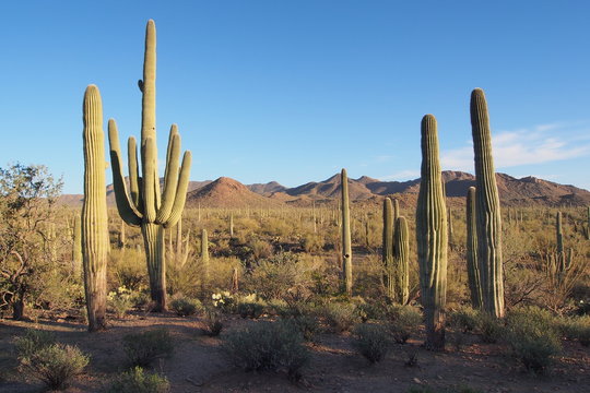 Saguaro, Carnegiea gigantea, and other cacti in the vicinity of Signal Hill in Saguaro National Park near Tucson, Arizona. © Francisco