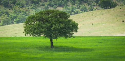 Lonely Tree on Field