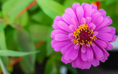 Obraz premium The colorful flowers are taken close up, causing the clarity of the pollen and the leaves of the flowers.