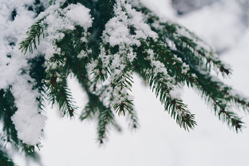 Close up spruce branches covered with snow. Beautiful Christmas fir tree in winter