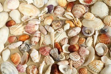 Sea shells and mussels on the sand