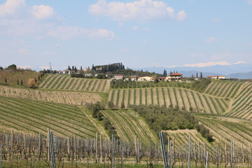 Tuscany vineyards moments
