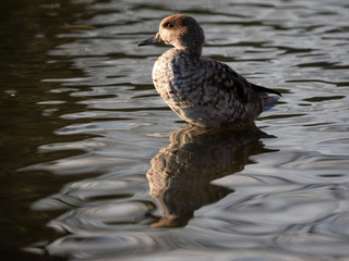 duck floats on the still water of the lake at sunset