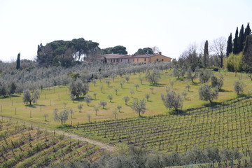 Tuscany vineyards moments