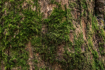 forest landscape with stones on the whole frame