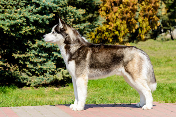 Yakutian Laika in profile. The Yakutian Laika is in the park.
