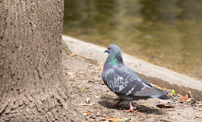 Pigeon