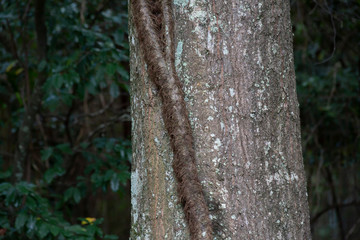 Poison Ivy Growing Up a Tree