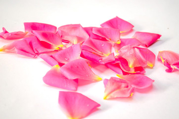 Rose petals for background