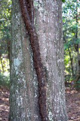 Poison Ivy Growing Up a Tree