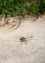 Pondhawk Dragonfly