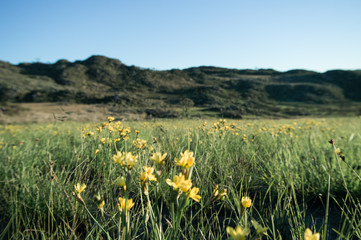 Obraz premium field of flowers