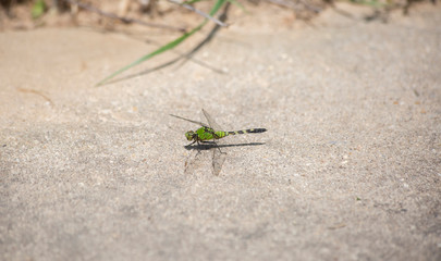 Pondhawk Dragonfly