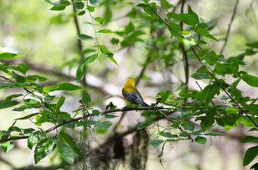 Prothonotary Warbler in Nature