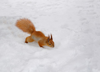 Beautiful red squirrel on the background of white snow in winter. Animal in nature.