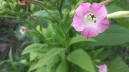 pink tobacco flower in the foreground with green background