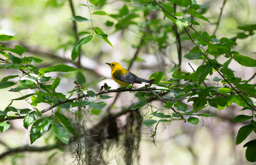Prothonotary Warbler in Nature