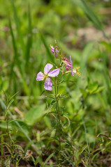 Purple Wildflowers