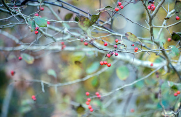 Red Berries