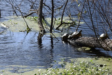 Turtles basking on a log